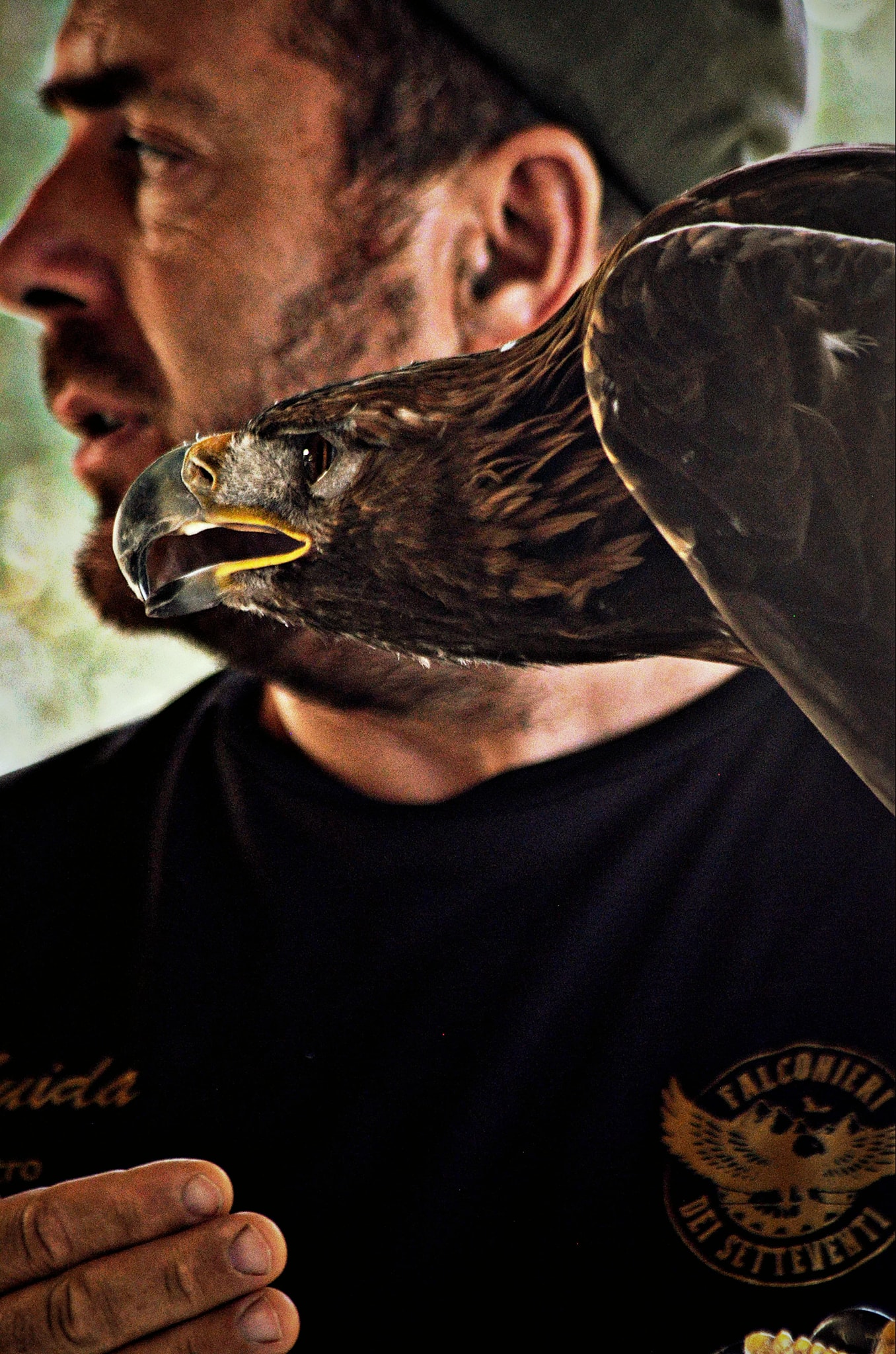 Falco in primo piano durante attività di falconeria a Civita nel Parco del Pollino