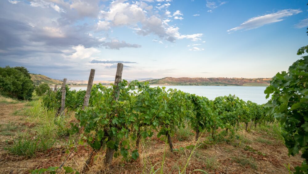 Tour dell’Azienda Vinicola
