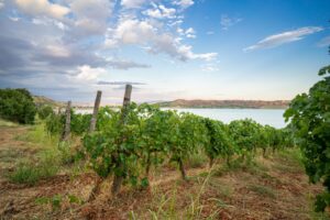 Tour in Cantina e Vigneto – Azienda Farneto del Principe