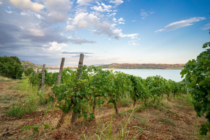 Tour dell’Azienda Vinicola