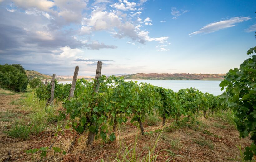 Tour in Cantina e Vigneto – Azienda Farneto del Principe